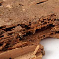 Holzschaden durch Ameisen