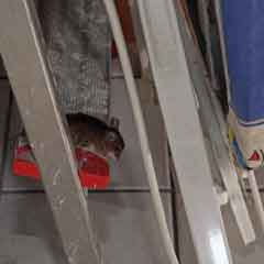 Maus auf einer Leiter