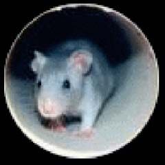 Ratte läuft durch Kanaltunnel