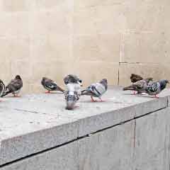 Tauben sitzen auf einer Mauer