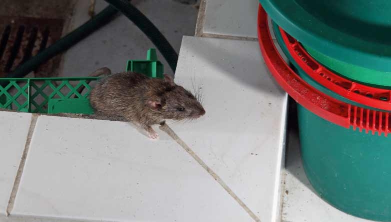 Ratten können auch über den Kanal in Häuser eindringen.